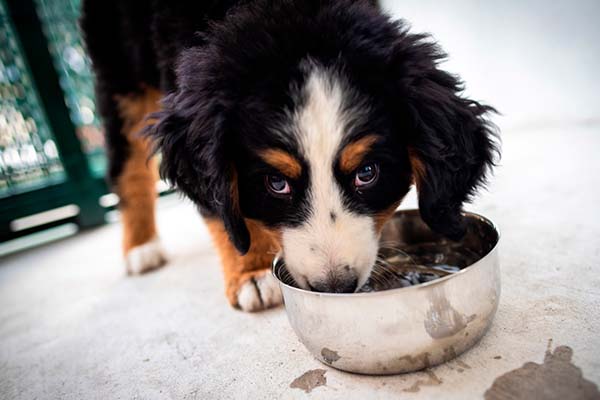 Inaugura BUAP Centro de Apoyo Emocional y Terapia Ocupacional con Animales 4