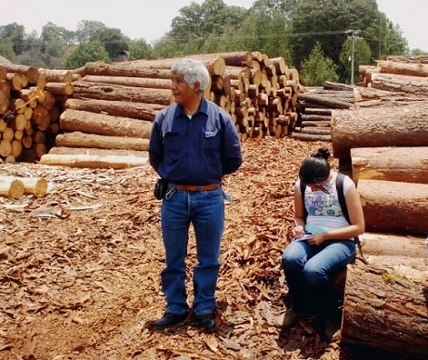 Verde Navidad: el impacto forestal detrás de los árboles navideños 2