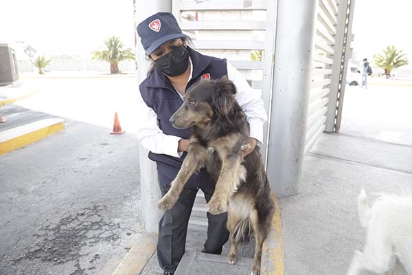 Animales y su invaluable ayuda en terapias psicológicas 3