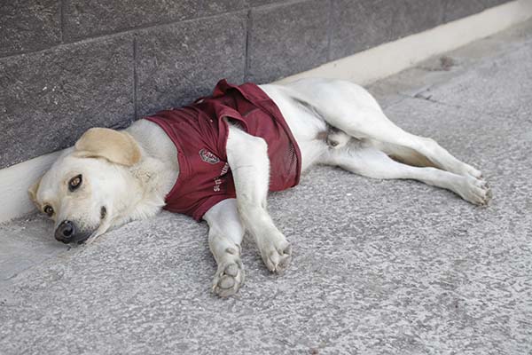 Animales y su invaluable ayuda en terapias psicológicas 4