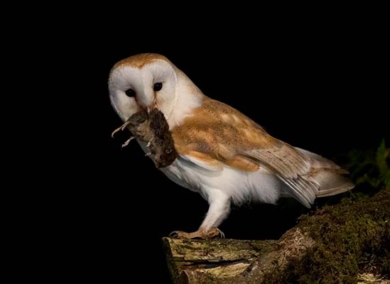 ¿Brujas o guardianas de la noche? El enigma del vuelo nocturno 3