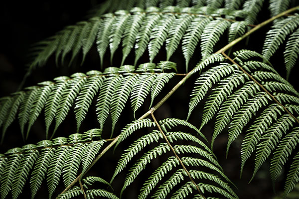 Desafíos para la conservación de la flora hidalguense 3