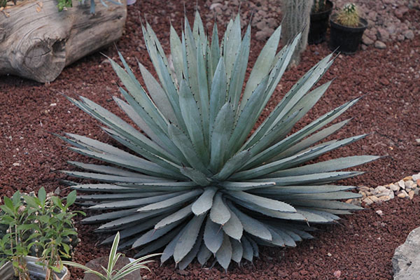 Desafíos para la conservación de la flora hidalguense 5