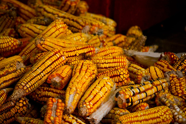 En Hidalgo, la tierra habla de identidad, alimento y futuro 2