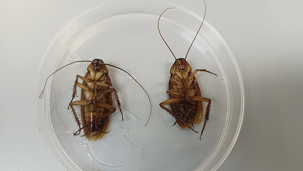 Cucarachas: uno de los organismos más adaptables del planeta 3