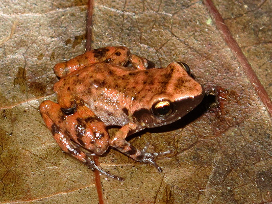 Entre dos mundos: anfibios y su importancia en el ecosistema 3-2