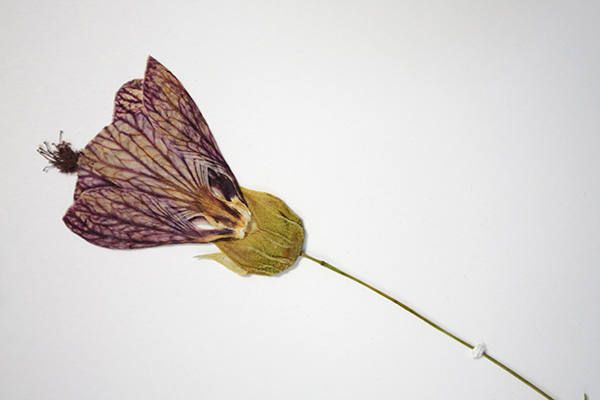 Herbarios, guardianes de la biodiversidad vegetal 11-1