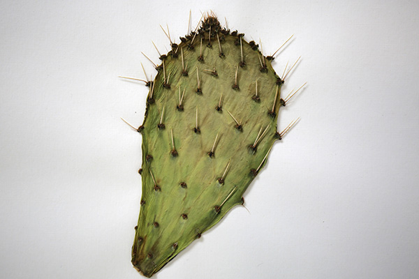 Herbarios, guardianes de la biodiversidad vegetal 4-1