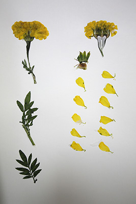 Herbarios, guardianes de la biodiversidad vegetal 8