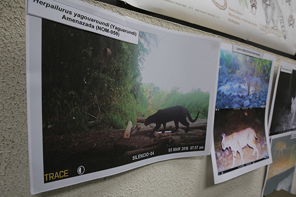 Mamíferos de Hidalgo y los retos de su conservación 6