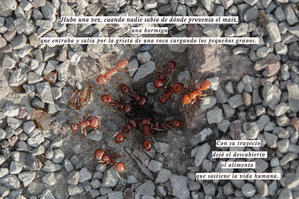 El respeto a la fauna: cosmovisión del México prehispánico 3