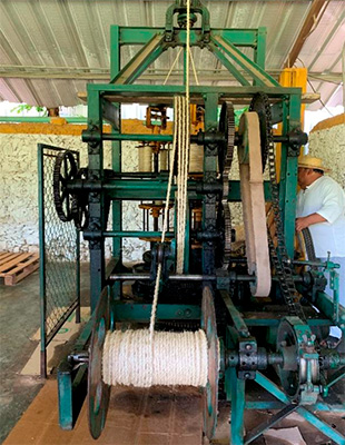 Henequén: fibra, historia y futuro sustentable para México 3-3