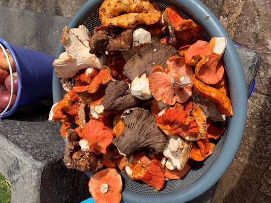 Entre árboles y neblina: la ciencia, tradición y vida que brotan de los hongos silvestres en Acaxochitlán, Hidalgo 3